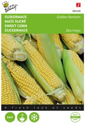 Maïs sucré - Golden Bantam - Buzzy