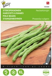 Haricot rames Reine du Neckar Phenomene - Buzzy