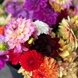 Mélange décoratif de dahlia