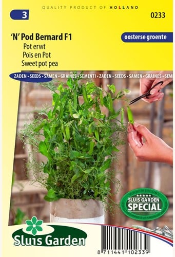 Pois en pot 'N' Pod Bernard F1 – Pisum sativum