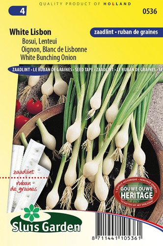 Oignon Blanc de Lisbonne RUBAN