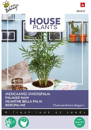 Chamaedorea Palmier Nain - Buzzy House Plants