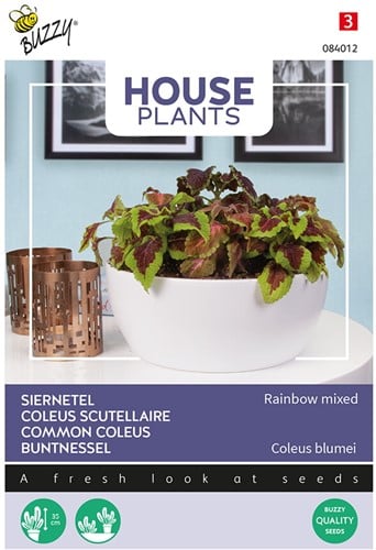Coleus Scutellaire Rainbow mixed - Buzzy House Plants