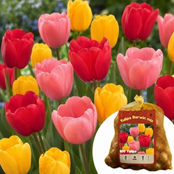 100 Tulipes Darwin en Mélange - Tulipa