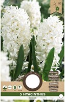 Hyacint Aiolos - Hyacinthus-2