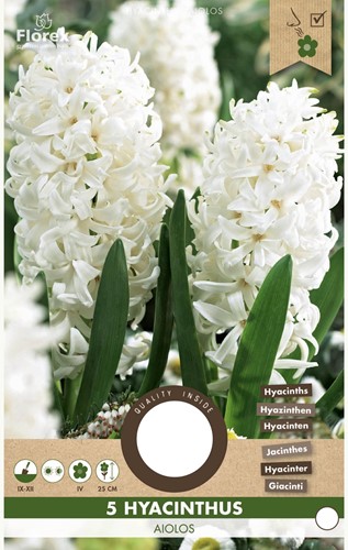 Hyacint Aiolos - Hyacinthus-2