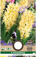 Hyacint City of Haarlem - Hyacinthus-2