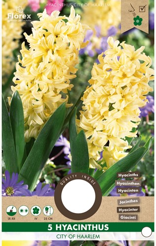 Hyacint City of Haarlem - Hyacinthus-2