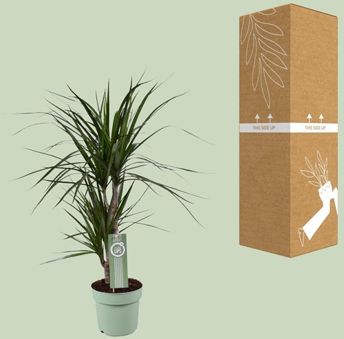 Dracaena Marginata - Ø17cm - 70cm-2