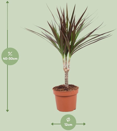 Dracaena Magenta - Ø12cm - 50cm-2