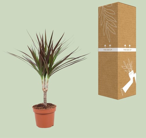 Dracaena Magenta - Ø12cm - 50cm-3