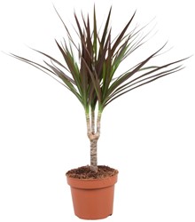 Dracaena Magenta - Ø12cm - 50cm