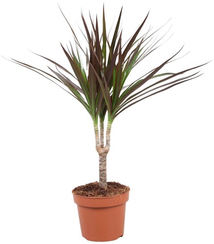 Dracaena Magenta - Ø12cm - 50cm