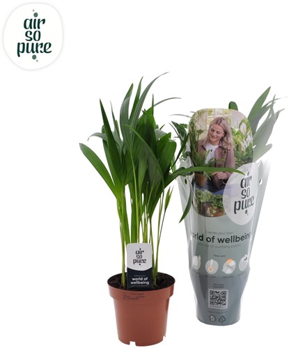Dypsis Lutescens (Areca palm) - Ø12cm - 40cm