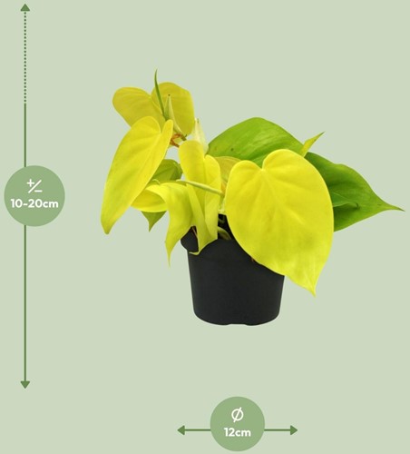 Philodendron Lime - Ø12cm - 20cm-2
