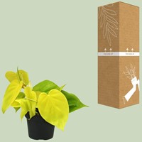 Philodendron Lime - Ø12cm - 20cm-3