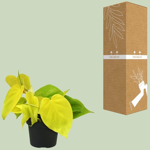 Philodendron Lime - Ø12cm - 20cm-3