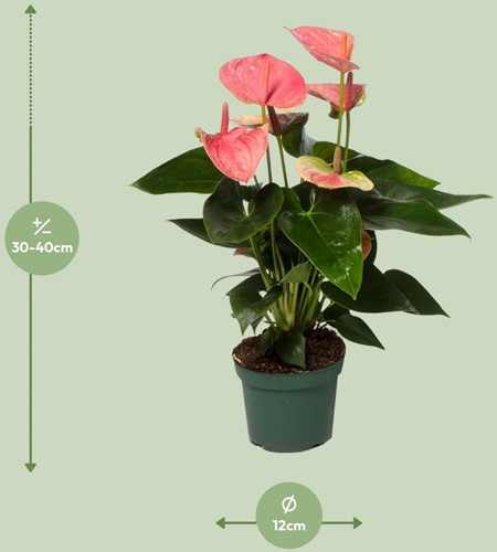 Anthurium Sweet Dream - Ø12cm - 35cm-2