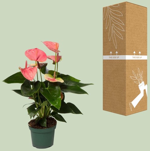 Anthurium Sweet Dream - Ø12cm - 35cm-3