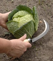 Couteau pour Récolter Légumes avec Manche en Carbone - Burgon et Ball-2
