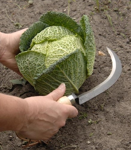 Couteau pour Récolter Légumes avec Manche en Carbone - Burgon et Ball-2