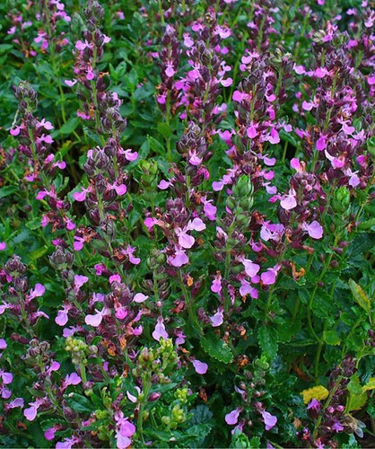 Germandrée petit chêne - Teucrium chamaedrys
