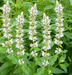 Agastache - Agastache rugosa Alabaster