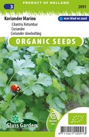 Coriandre Marino - Coriandrum sativum EKO