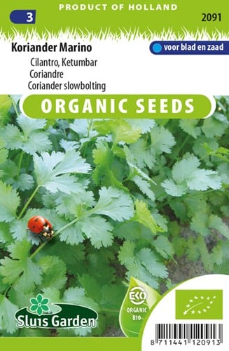 Coriandre Marino - Coriandrum sativum EKO