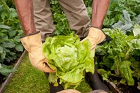 Rostaing oustypes de gants en cuir et hydrofuges pourtravaux de jardin taille 11-2