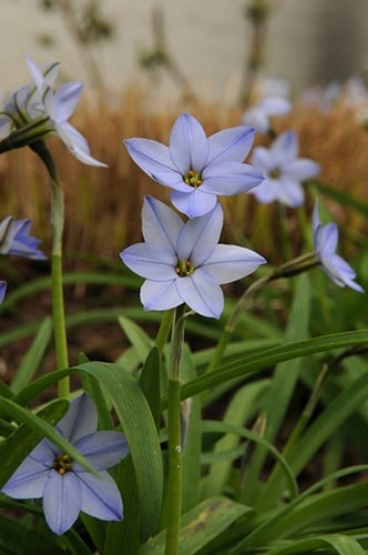 Ipheion Uniflorum Wisley Blue - Étoile de Printemps