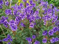 Véronique Arbustive Variegata - Hebe Andersonii