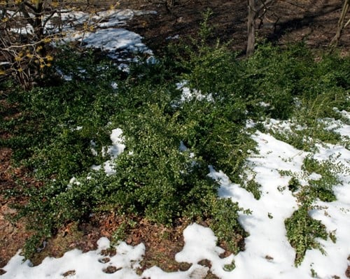 Ilex Crenata Convexa - Houx Crénélé