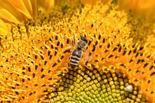 Tournesol à fleurs géantes jaune EKO-2