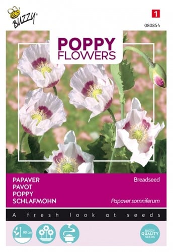 Pavot des Jardins - Buzzy Poppy Flowers