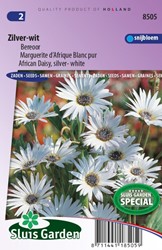 Marguerite d  Afrique Blanc pur    Arctotis Grandis