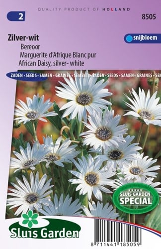 Marguerite d  Afrique Blanc pur    Arctotis Grandis