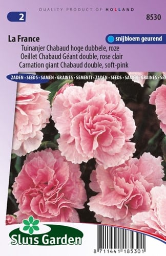 Oeillet La France - Dianthus Chabaud
