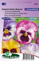 Pensée Aalsmeer Giants, King Size    Viola