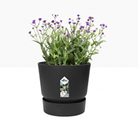 Greenville Round 30 cm Noir - Elho-2