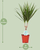 Dracaena Marginata - Ø14cm - 55cm-2