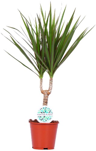 Dracaena Marginata - Ø14cm - 55cm