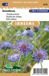 Knautie des champs - Knautia arvensis