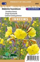 Onagre bisannuelle - Oenothera biennis