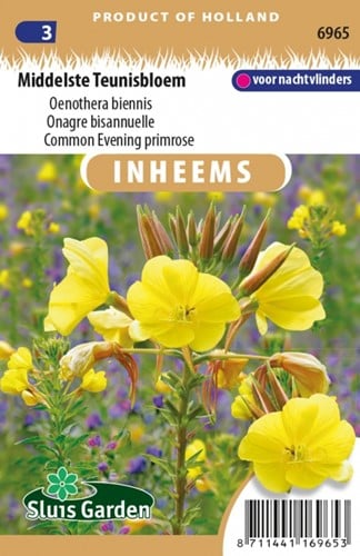 Onagre bisannuelle - Oenothera biennis
