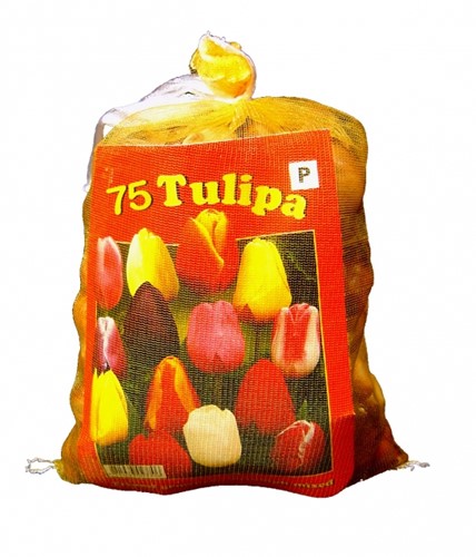 Tulipes Darwin en Mélange (XL-Emballage) - 75 Bulbes