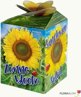 Greengift Tournesol 40 pcs en Showbox-2