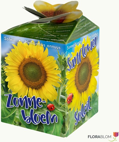 Greengift Tournesol 40 pcs en Showbox-2