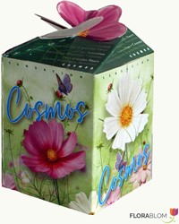 Cosmos Mélange Greengift