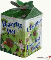 Greengift Trèfle à quattre feuilles 40 pcs en showbox-2